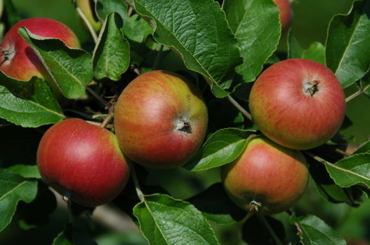 Äpfel