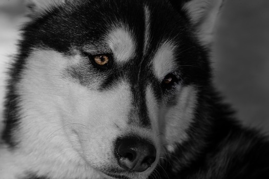Brown Eyes