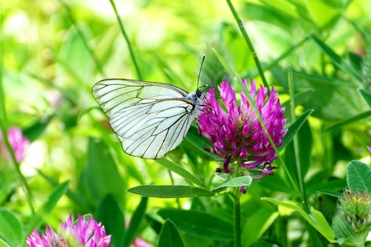 Schmetterling