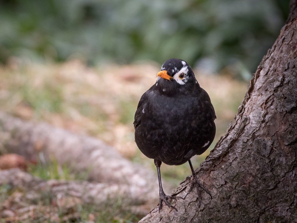 Amsel mal anders