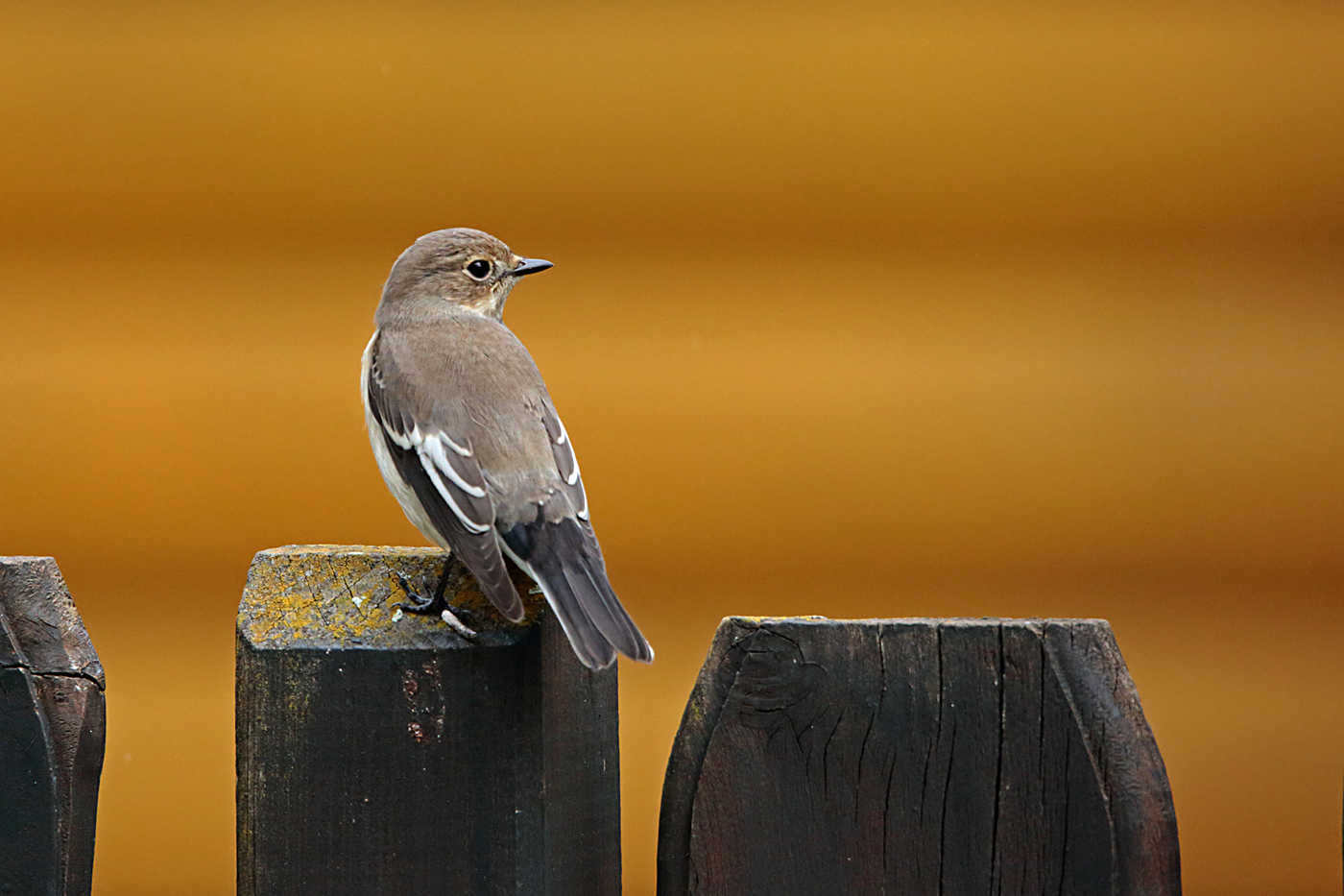 Trauerschnäpper (Ficedula hypoleuca)