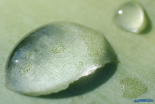 Wassertropfen auf Agarve