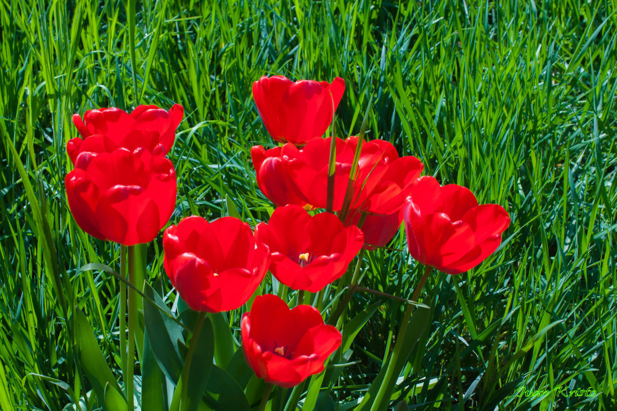 Rot-Grün