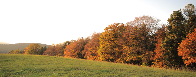 wieso herbst