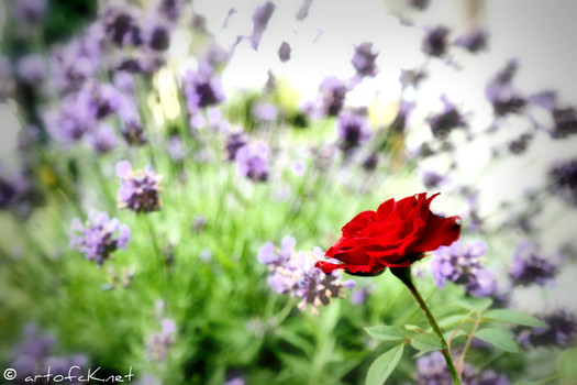 Letzte Rose im Lavendel Meer
