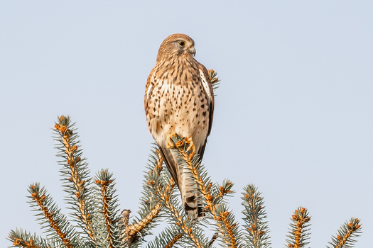 Turmfalke
