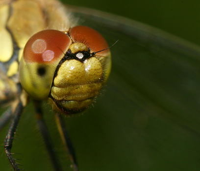 Libellenportrait