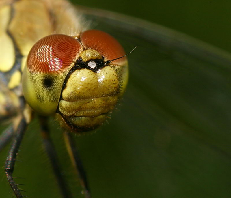 Libellenportrait