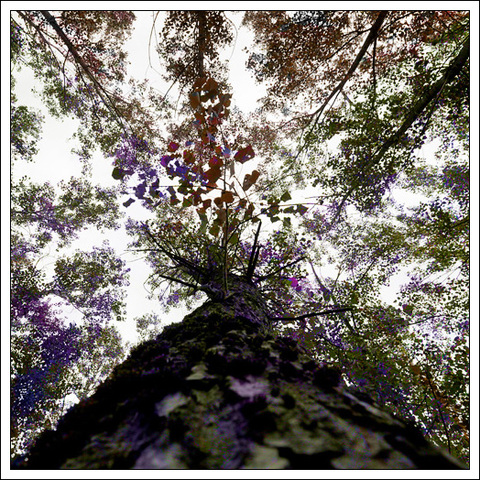 Wald der Träume