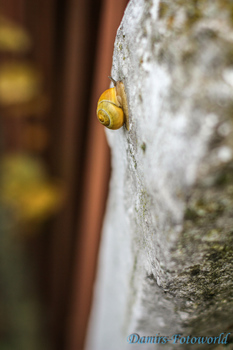 langsame Schnecke :)