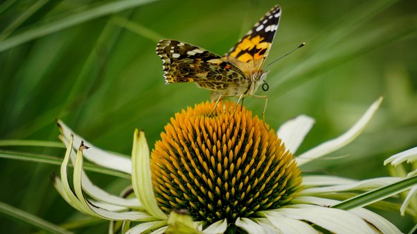Echinacea samt Besuch