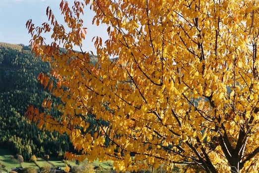 Herbstnachmittag