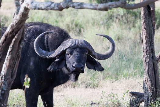 Afrikanische Büffel (Syncerus caffer) oder Kaffernbüffel