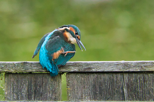 Eisvogel 1