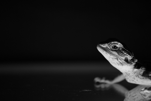 World of Reptiles