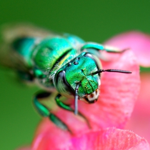 tropische Biene