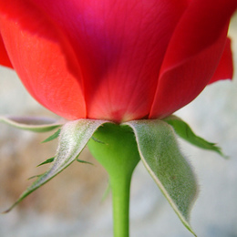 Rose :)