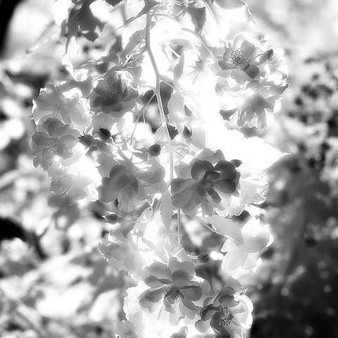 blümchenfoto