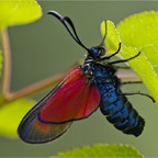 Blutströpfchen