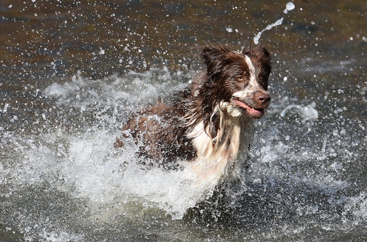Lennox die Wasserratte.