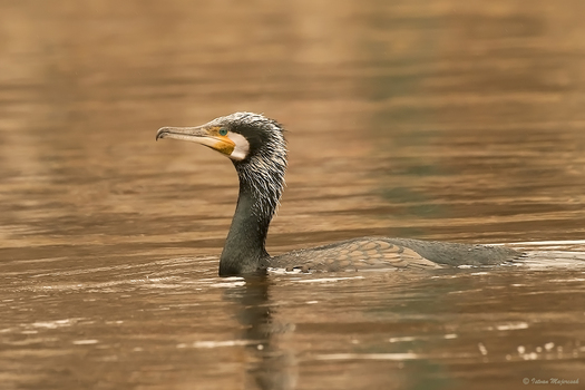 Kormoran im Prachtkleid
