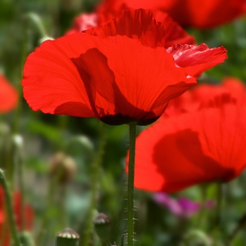 (noch einen) Klatschmohn