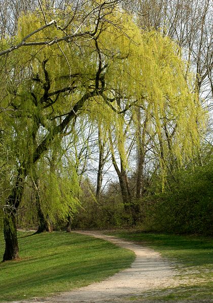 Der Weg ins Grüne