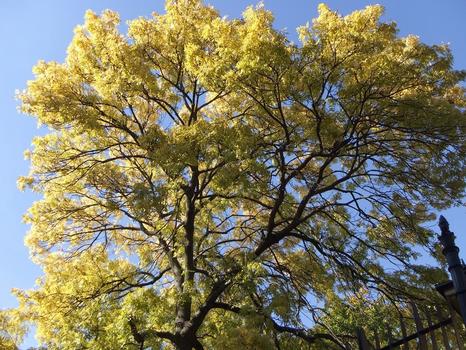 herbst