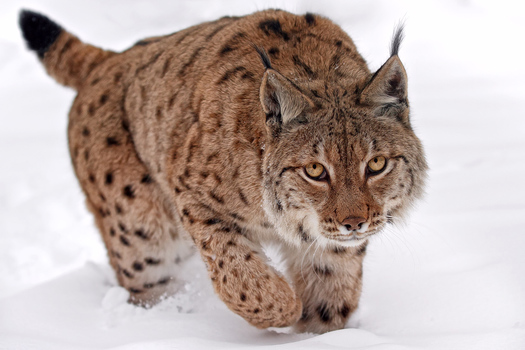 Luchs