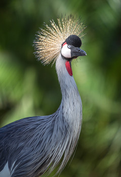 Hab auch mal einen Vogel...fotografiert