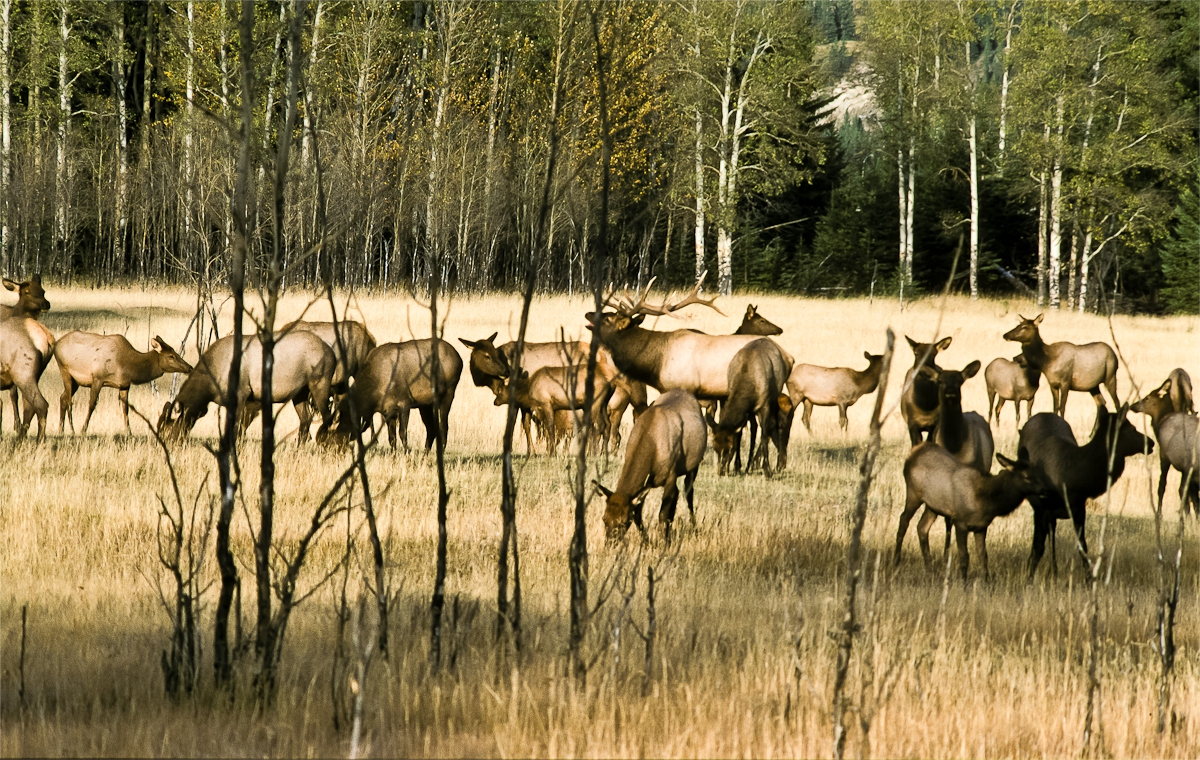 Wapitiherde