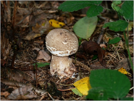 Pilz