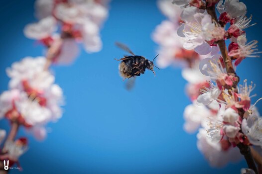 fleißige Hummel