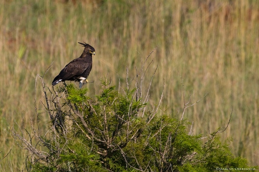 Afrika #17 - Schopfadler (Lophaetus occipitalis)