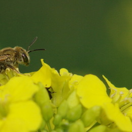 Beeshot