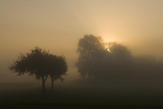 Morgennebel