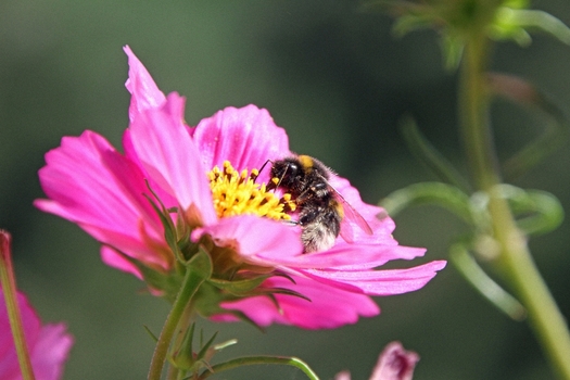 fleißiges Bienchen