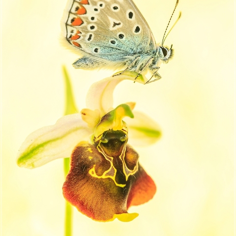 BLAU auf HUMMEL