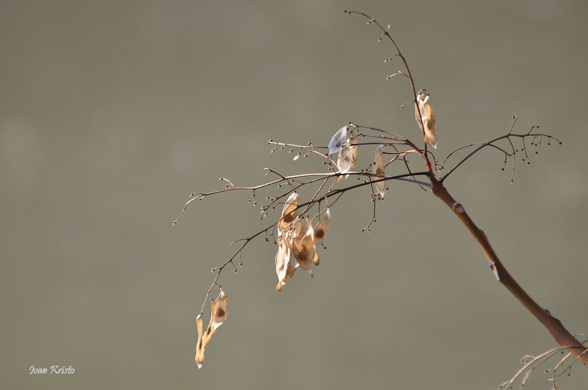 Natürliche filigran