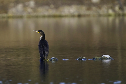 Kormoran