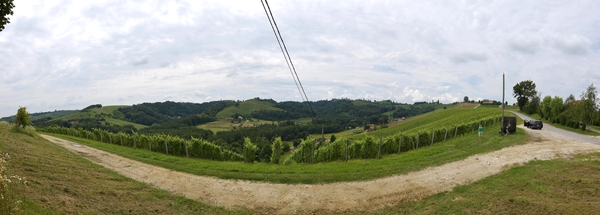 Weinberge in Slowenien