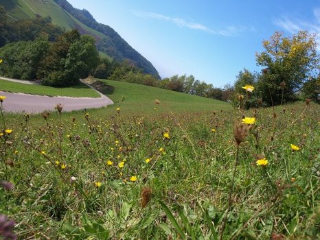 schon eine Herbstwiese (23.09.)