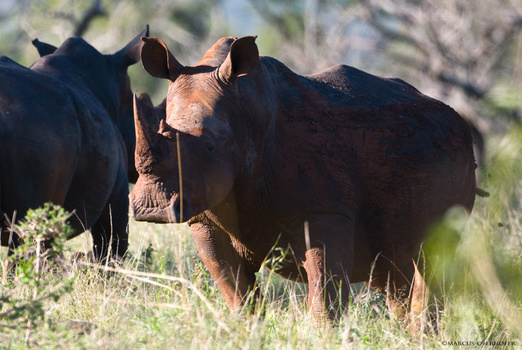 Afrika #22 - White Rhino 2