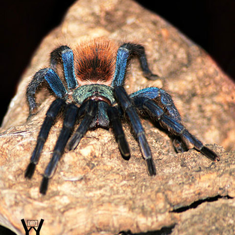Arachnophilia 002