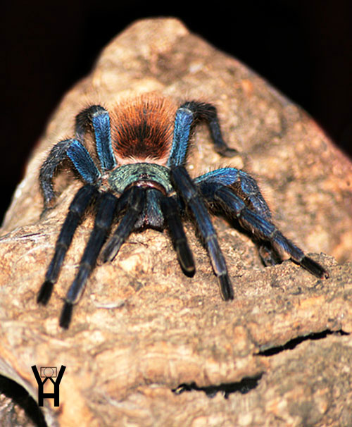 Arachnophilia 002