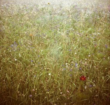 .monet.