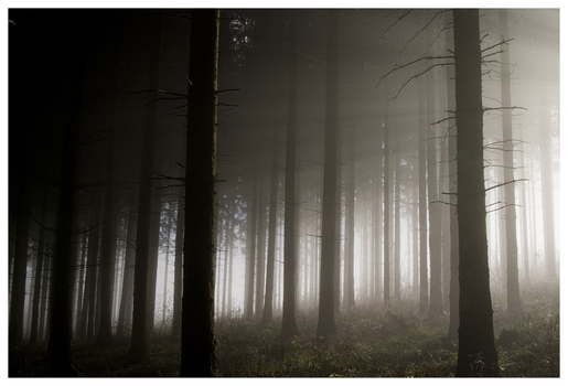 Nebelwald