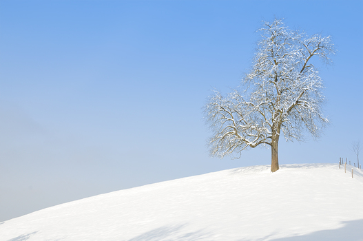 Winterkleid III
