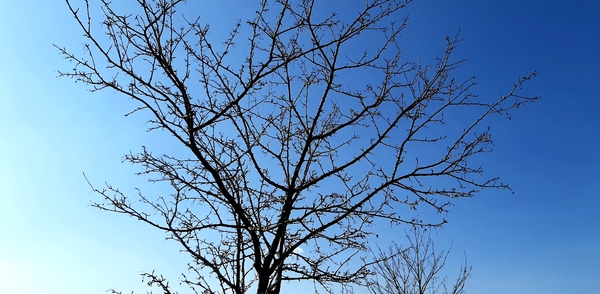 Baum lala...