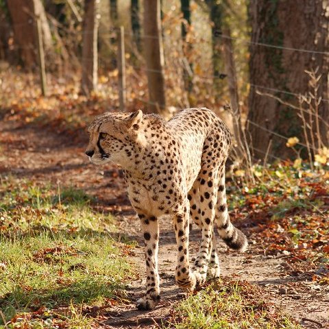Gepard